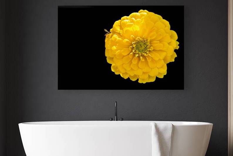 Yellow Zinnia and a Hoverfly by Pisarek Photography