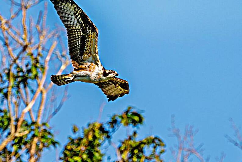 An Osprey Soars by Pisarek Photography