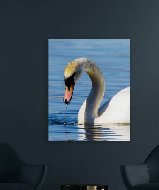 Swan on a Lake by Pisarek Photography
