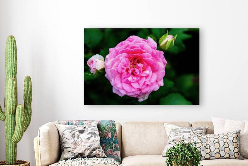 Rose with Morning Dew by Pisarek Photography