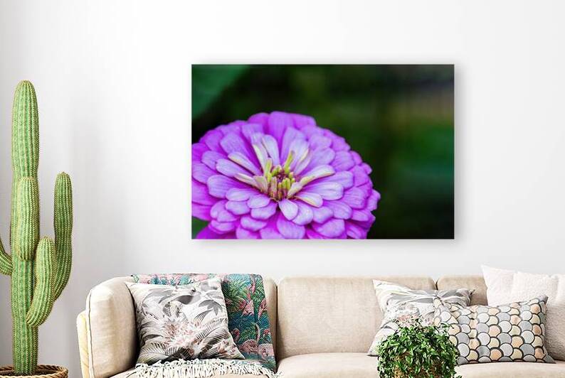 Glistening Purple Zinnia  by Pisarek Photography
