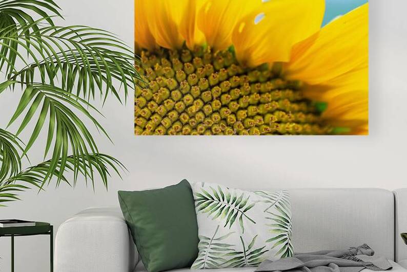 SunFlower Close Up by Pisarek Photography