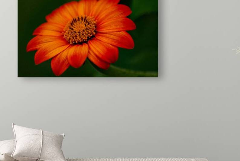 Orange Sunflower  by Pisarek Photography