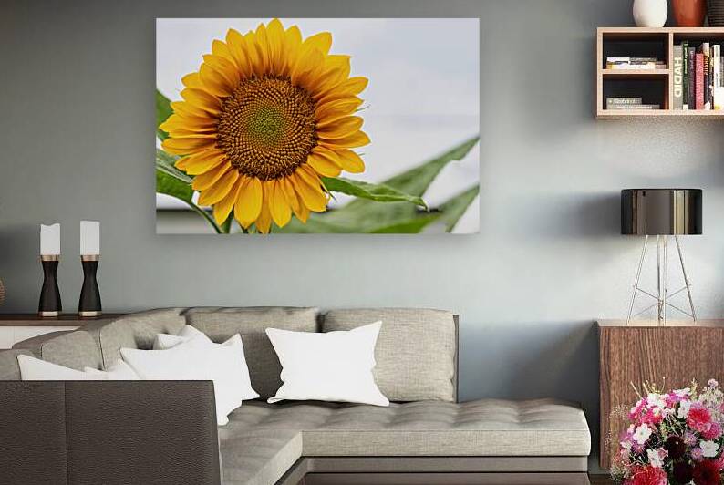 Sun Flower by Pisarek Photography