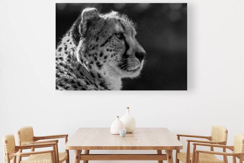 Cheetah by Pisarek Photography